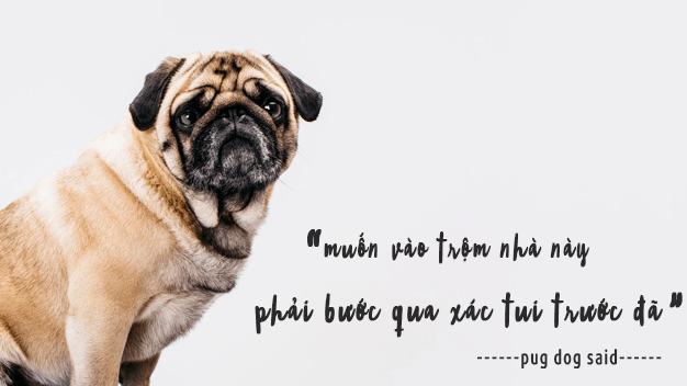 nuôi một chú chó bảo vệ gia đình